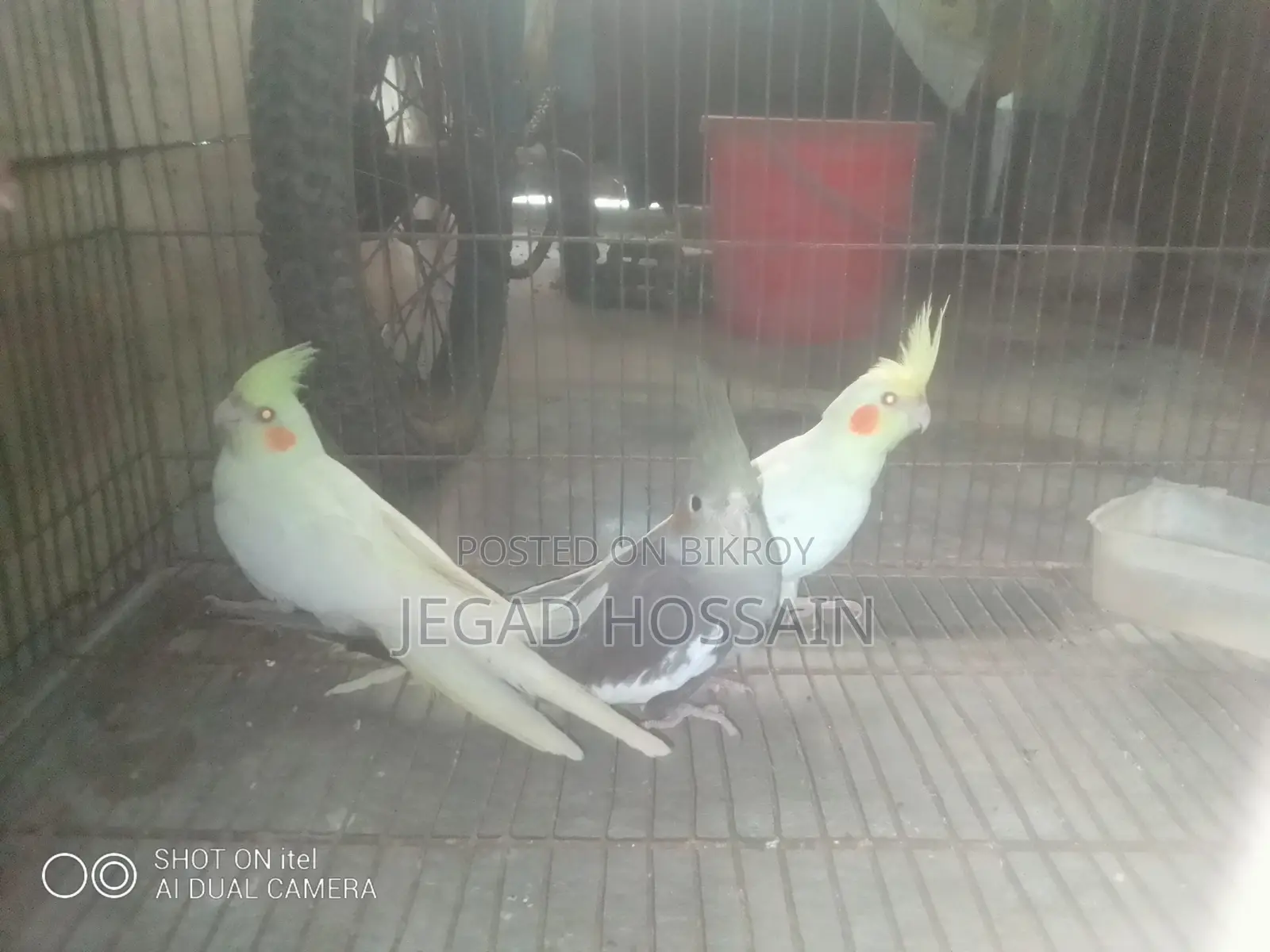 Birds Sales Kushtia