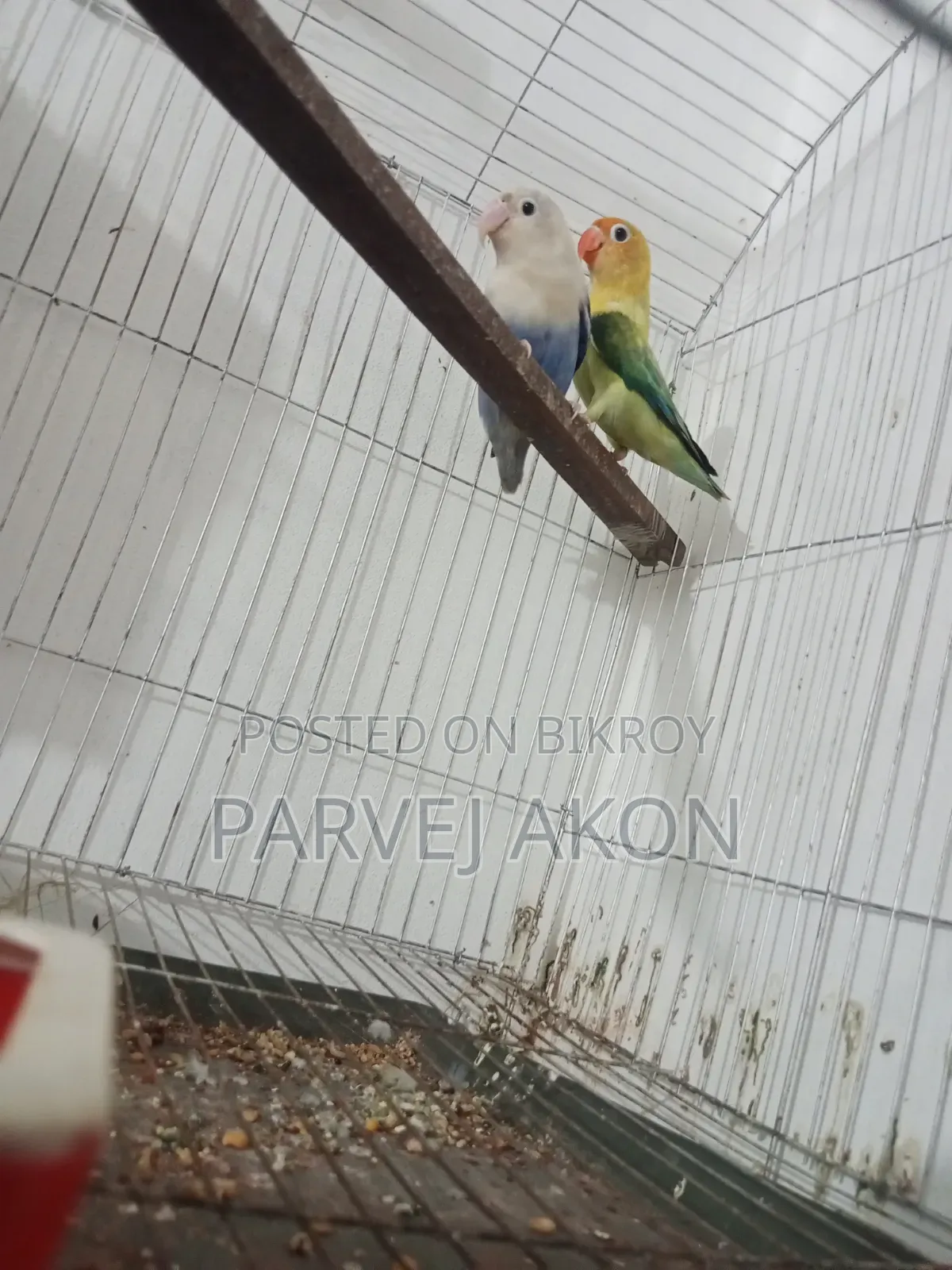 Running Lovebird