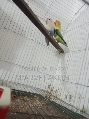 Running Lovebird