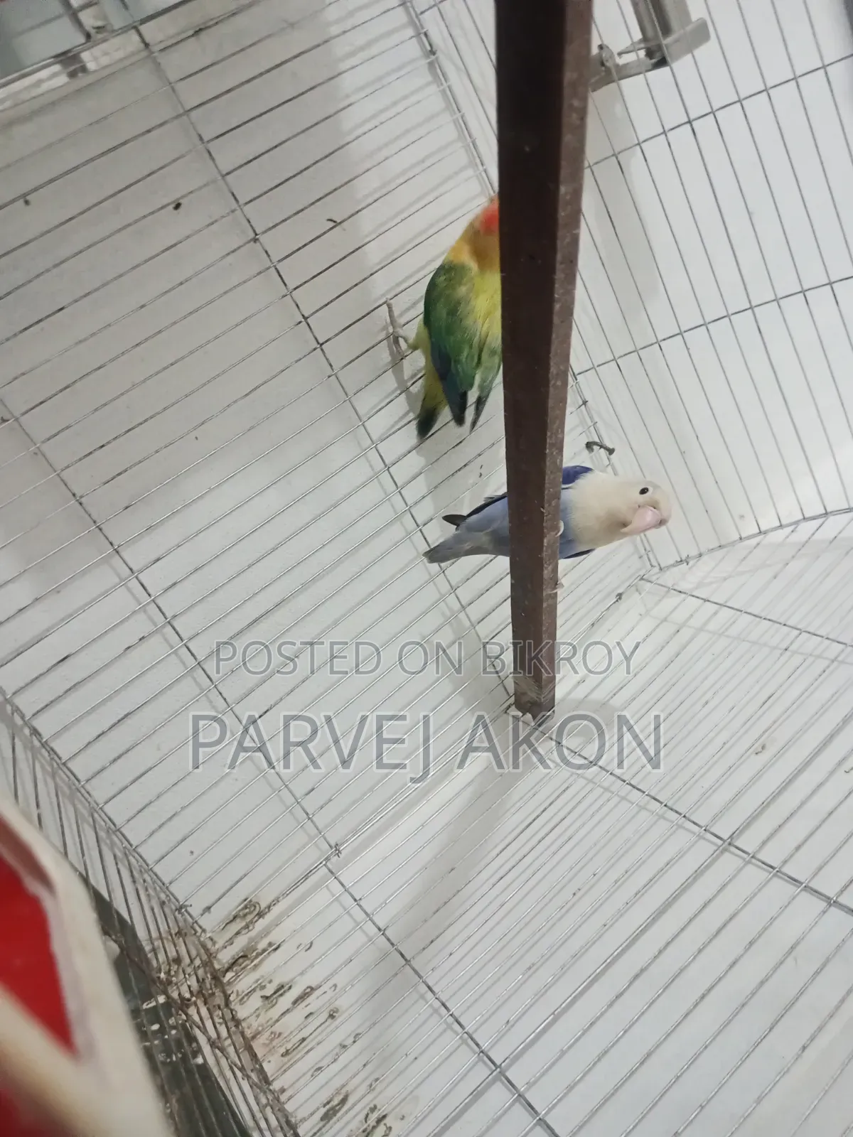 Running Lovebird