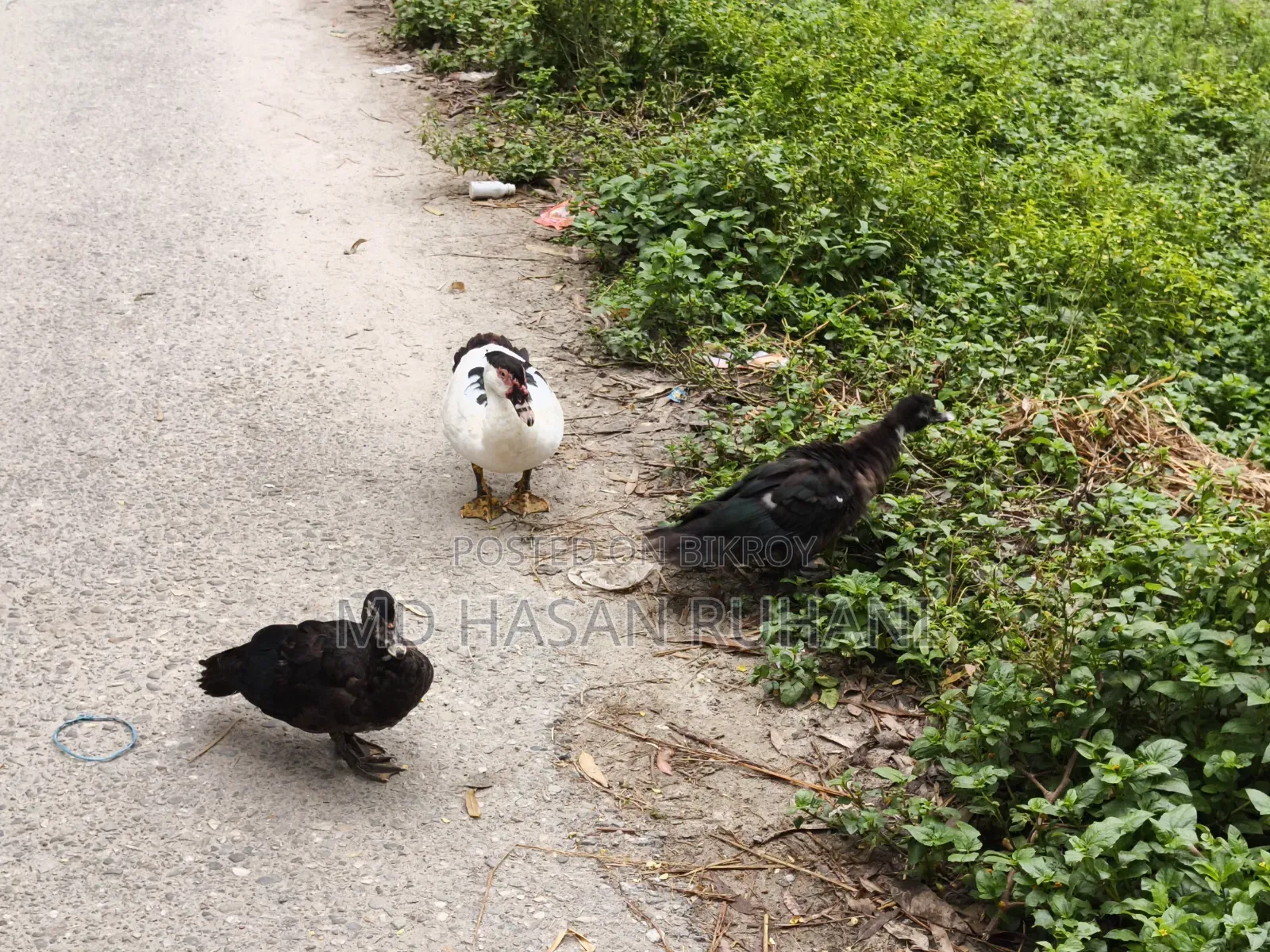 Muscovy ducks, 2 females and 1 male