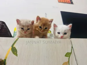 0-1 month Female Purebred Persian