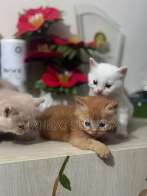 0-1 month Female Purebred Persian