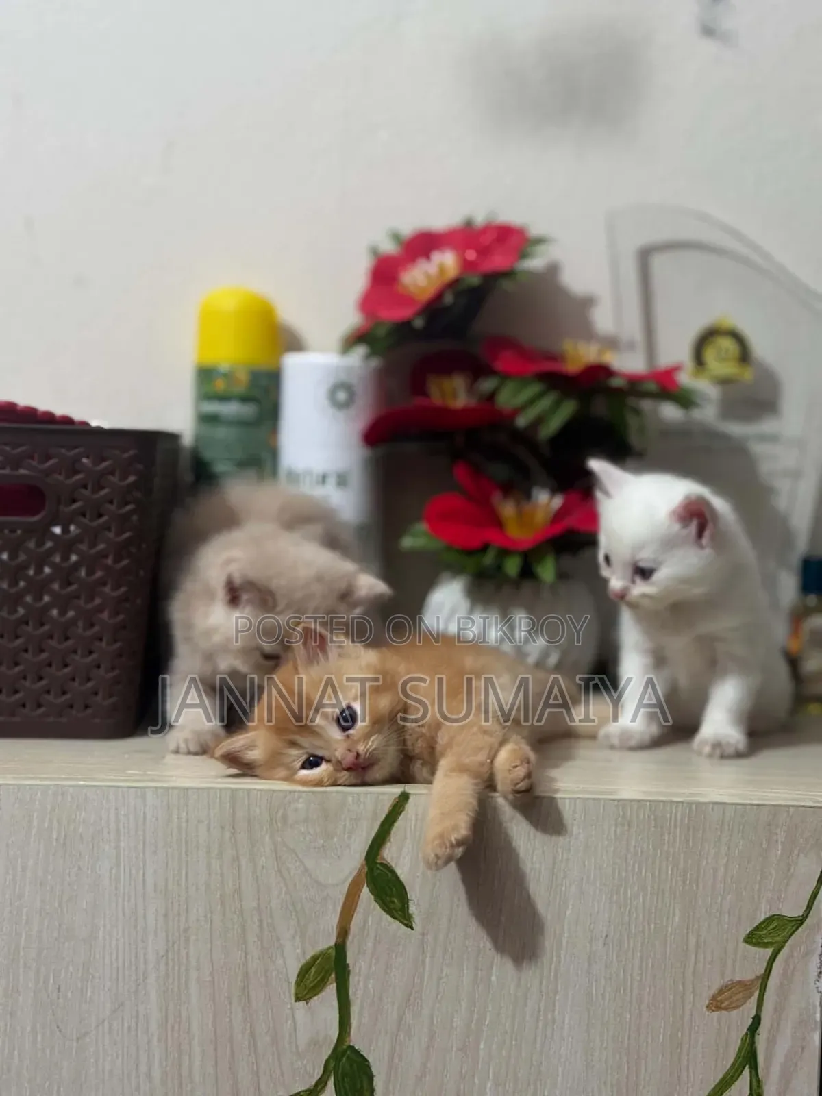 0-1 month Female Purebred Persian