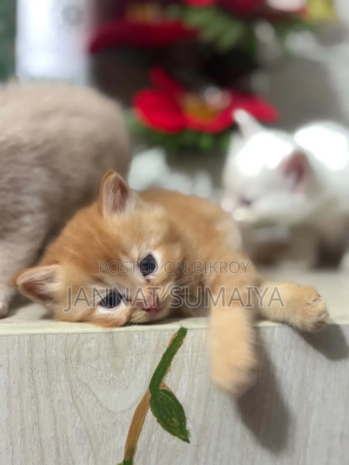 0-1 month Female Purebred Persian