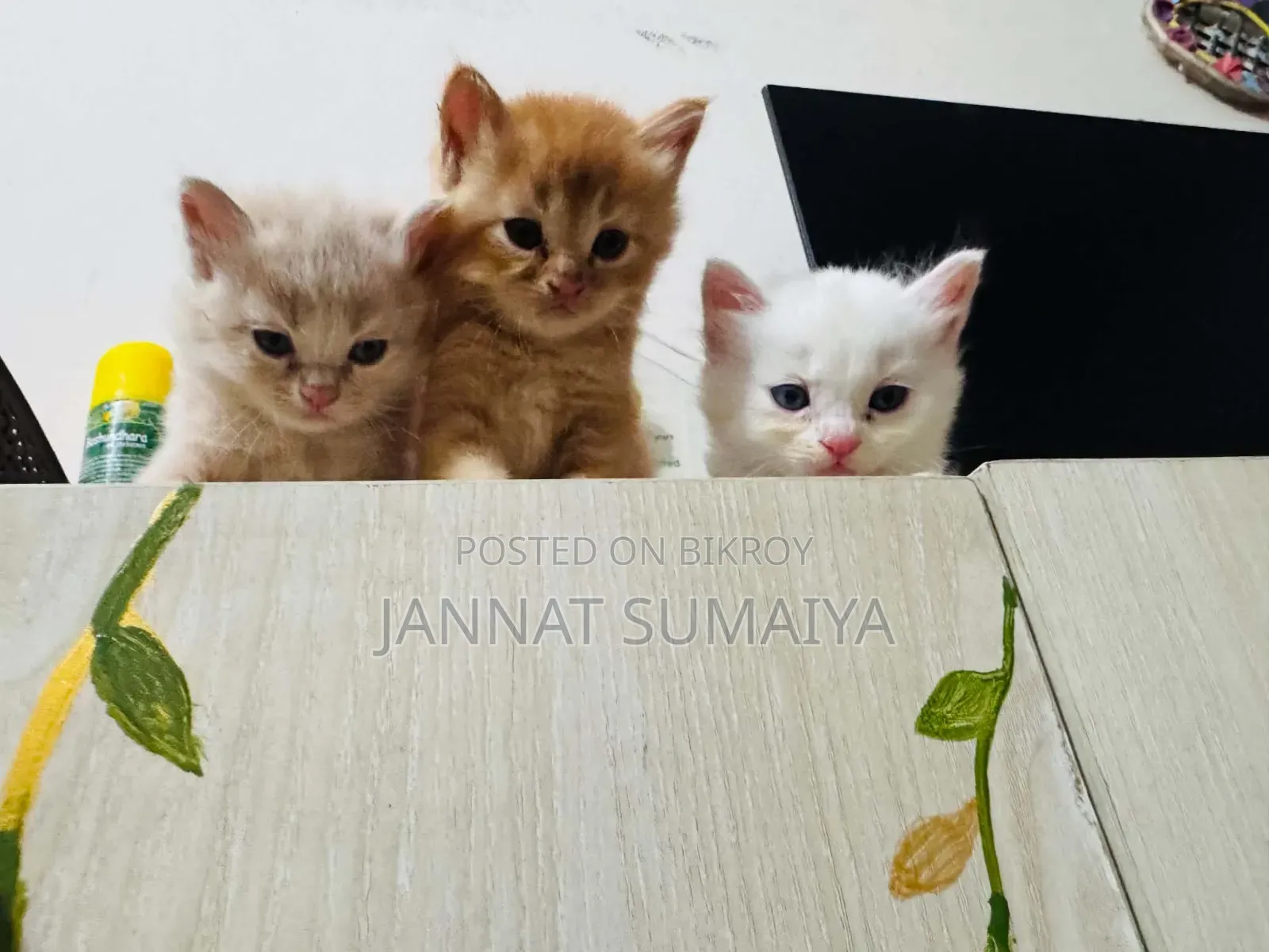 0-1 month Female Purebred Persian