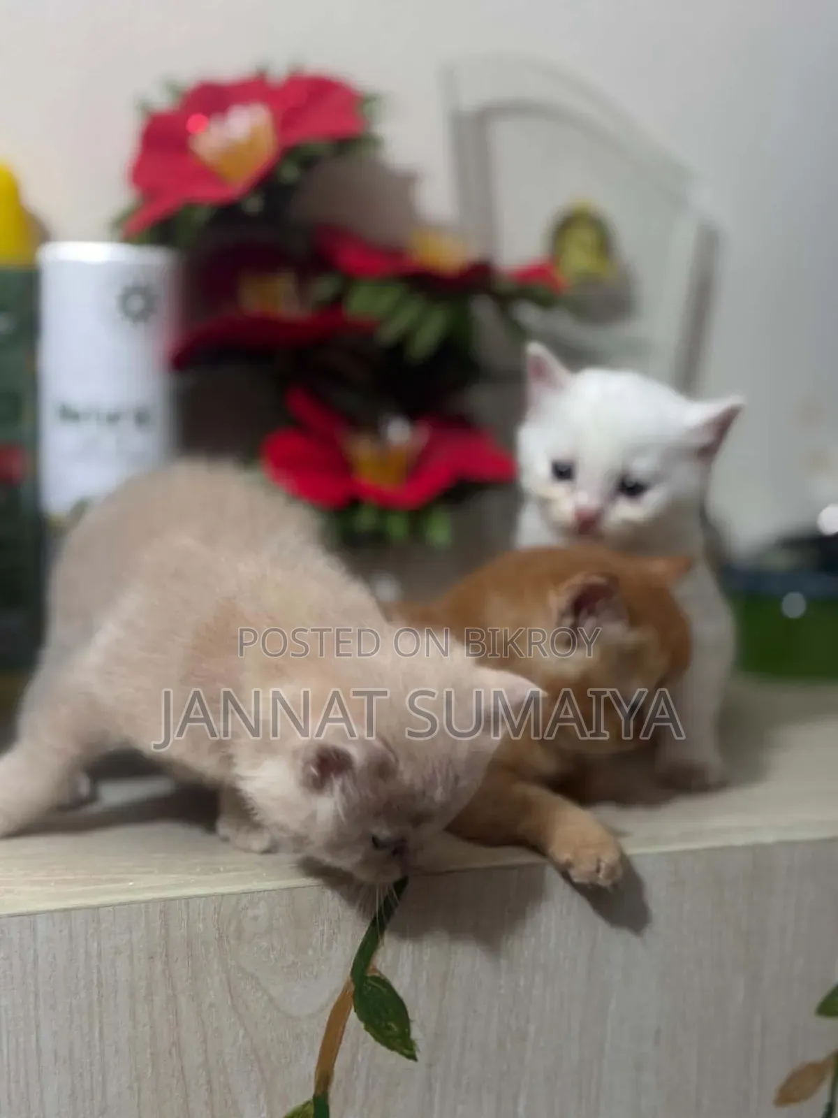 0-1 month Female Purebred Persian
