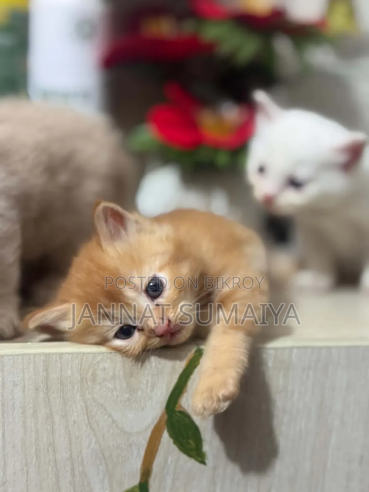 0-1 month Female Purebred Persian