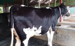 Buy good breed milking cows for rearing, no. 1651.