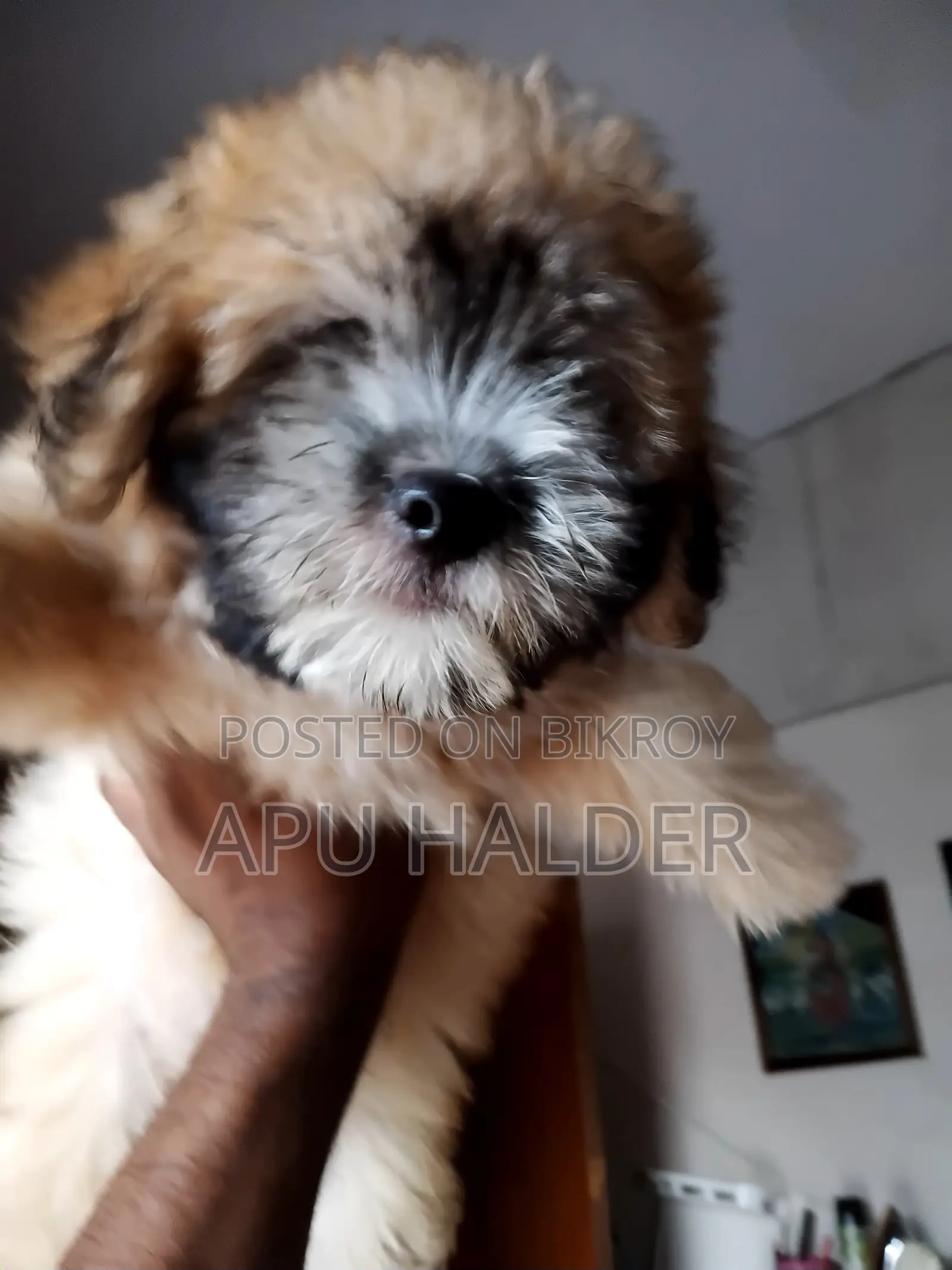 1-3 Months Female Purebred Lhasa Apso