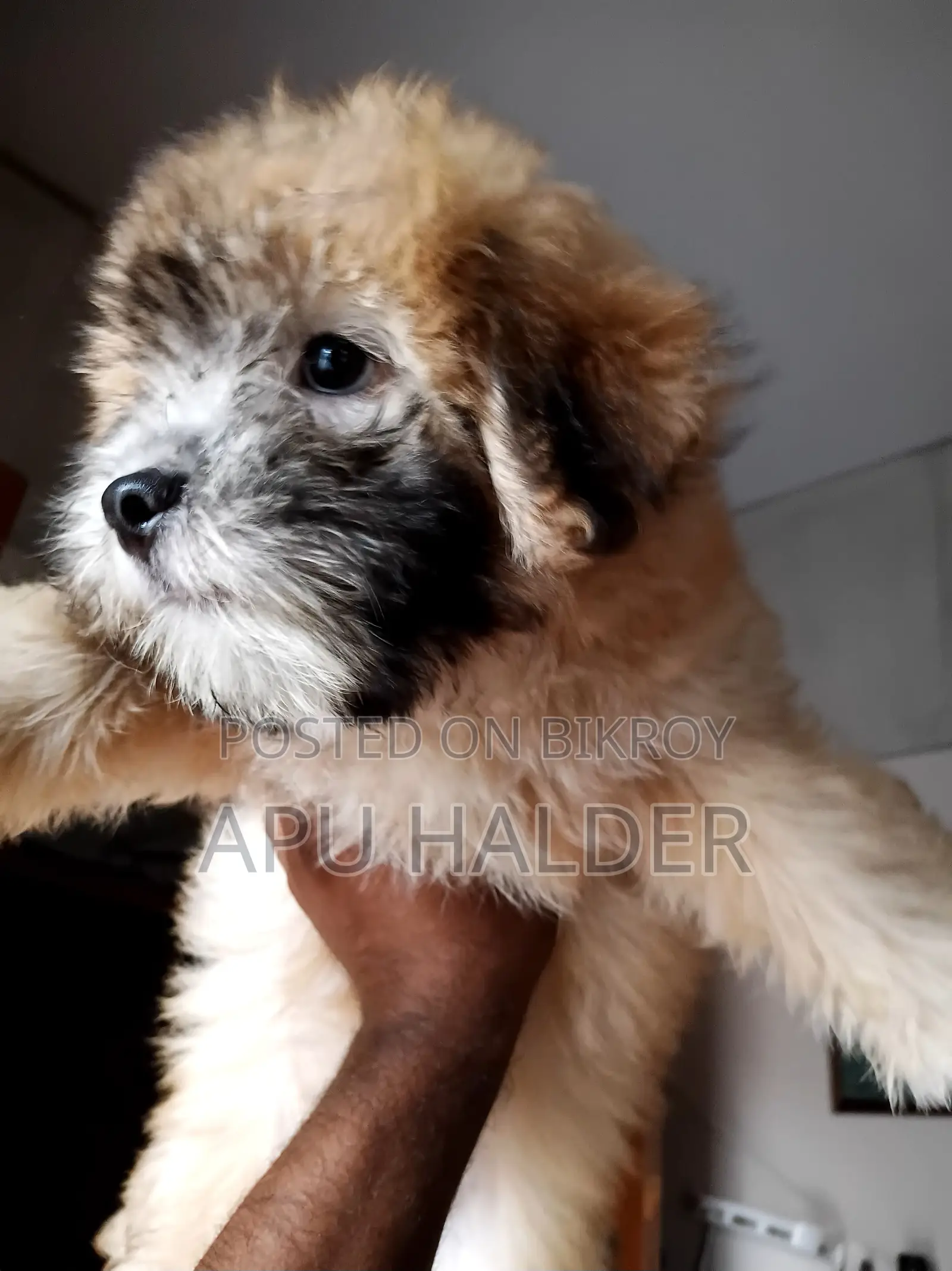 1-3 Months Female Purebred Lhasa Apso