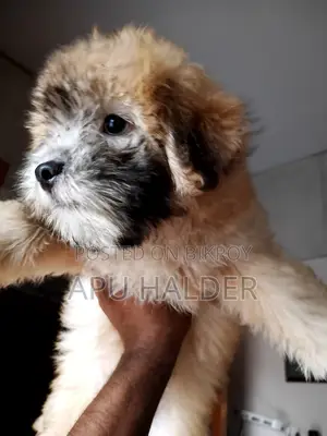 1-3 Months Female Purebred Lhasa Apso