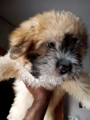 1-3 Months Female Purebred Lhasa Apso