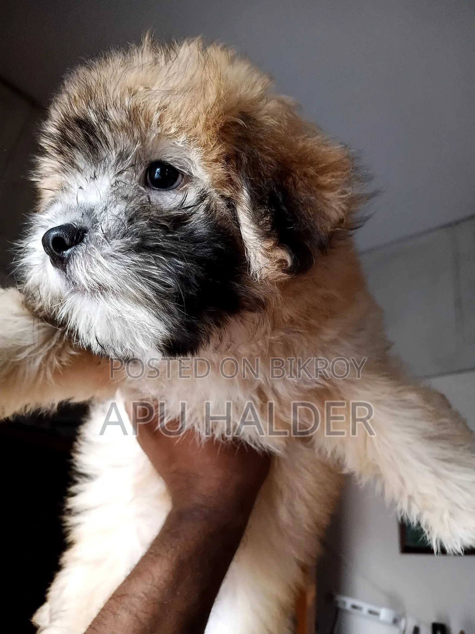 1-3 Months Female Purebred Lhasa Apso