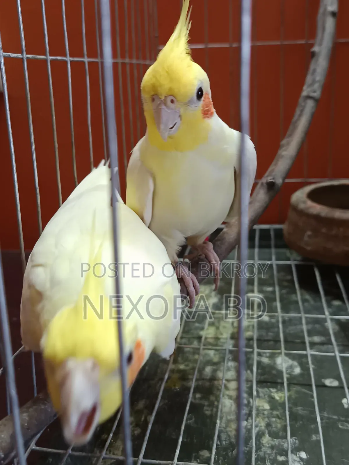 Cockatiel Tame Bird For Sale
