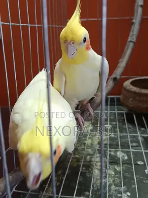 Cockatiel Tame Bird For Sale