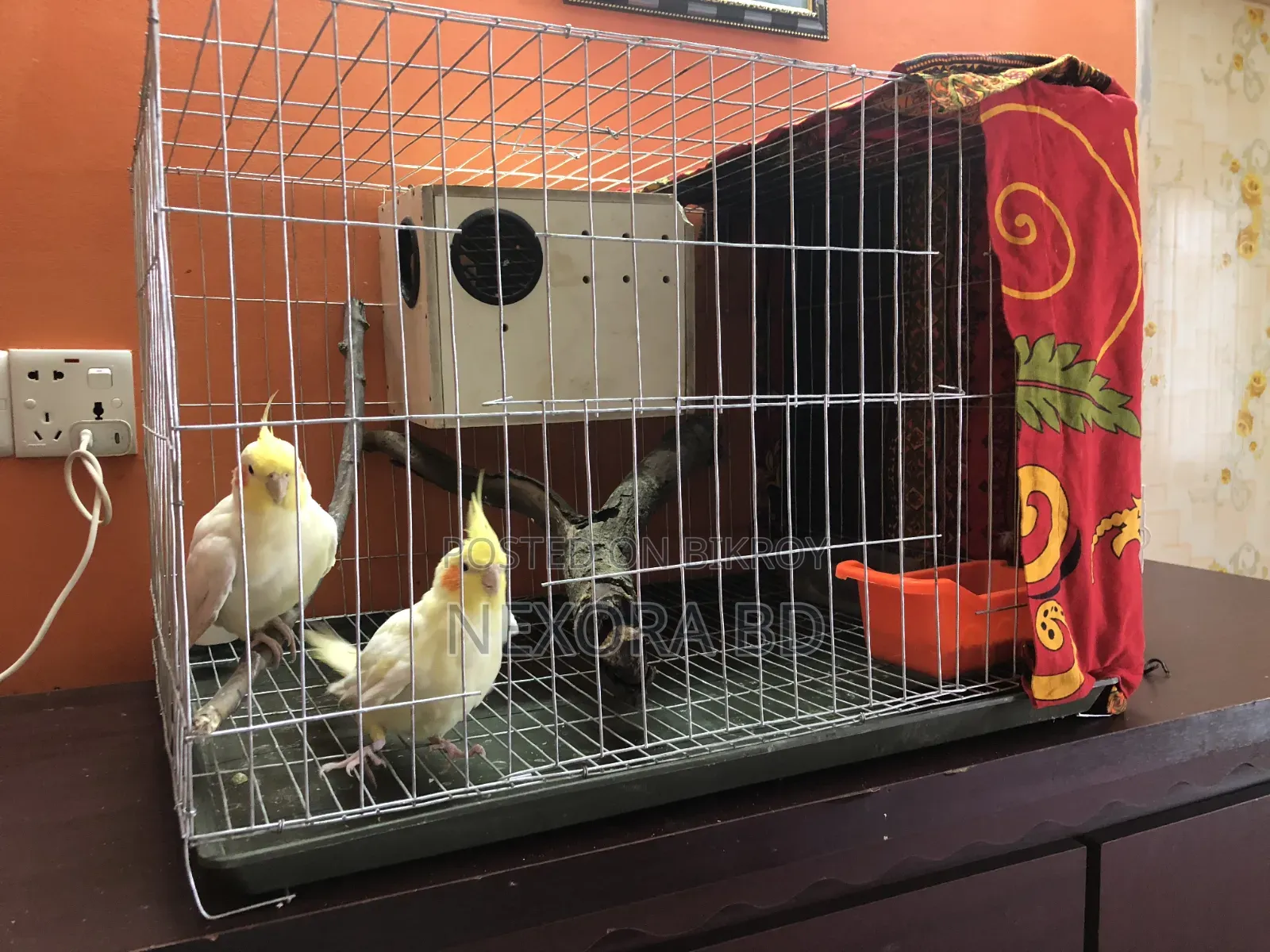 Cockatiel Tame Bird For Sale