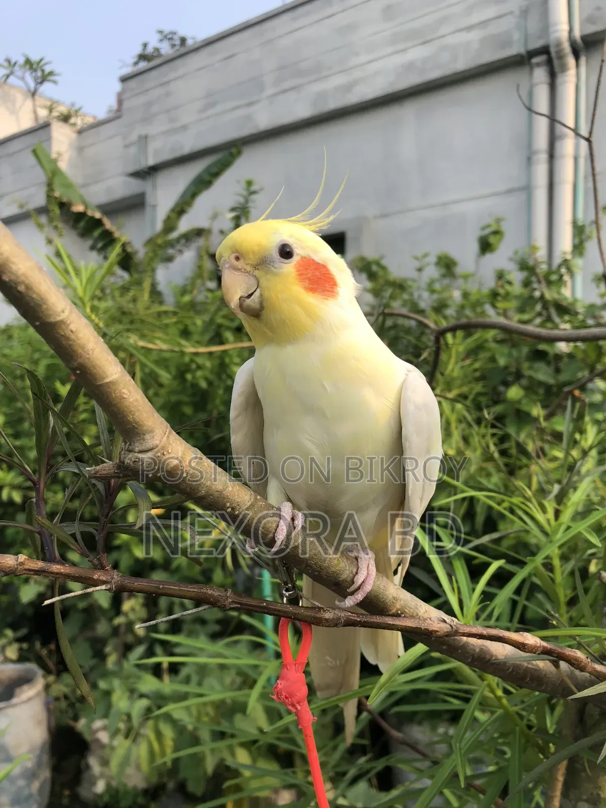 Cockatiel Tame Bird For Sale