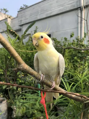 Cockatiel Tame Bird For Sale