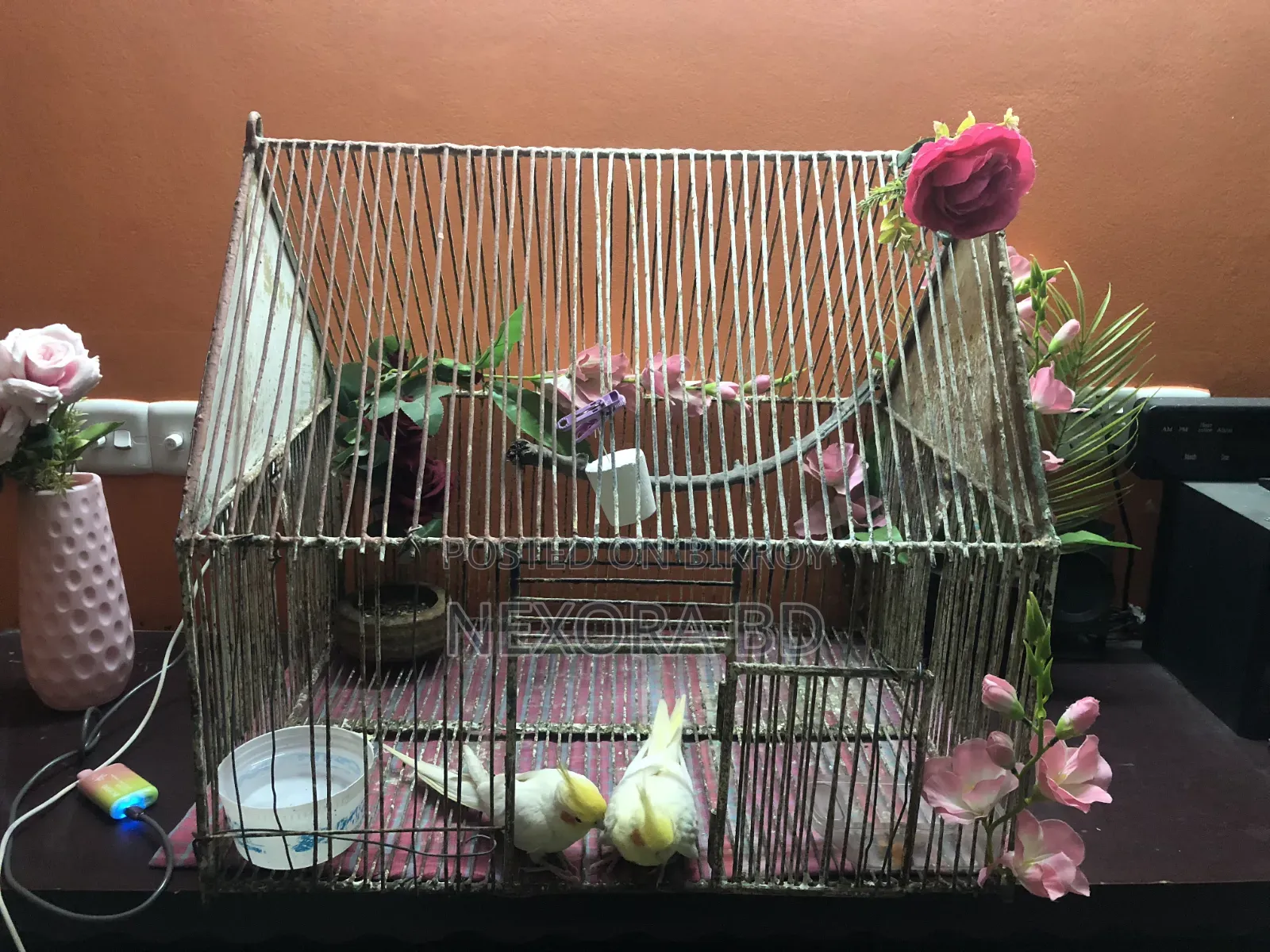 Cockatiel Tame Bird For Sale