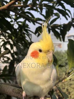 Cockatiel Tame Bird For Sale