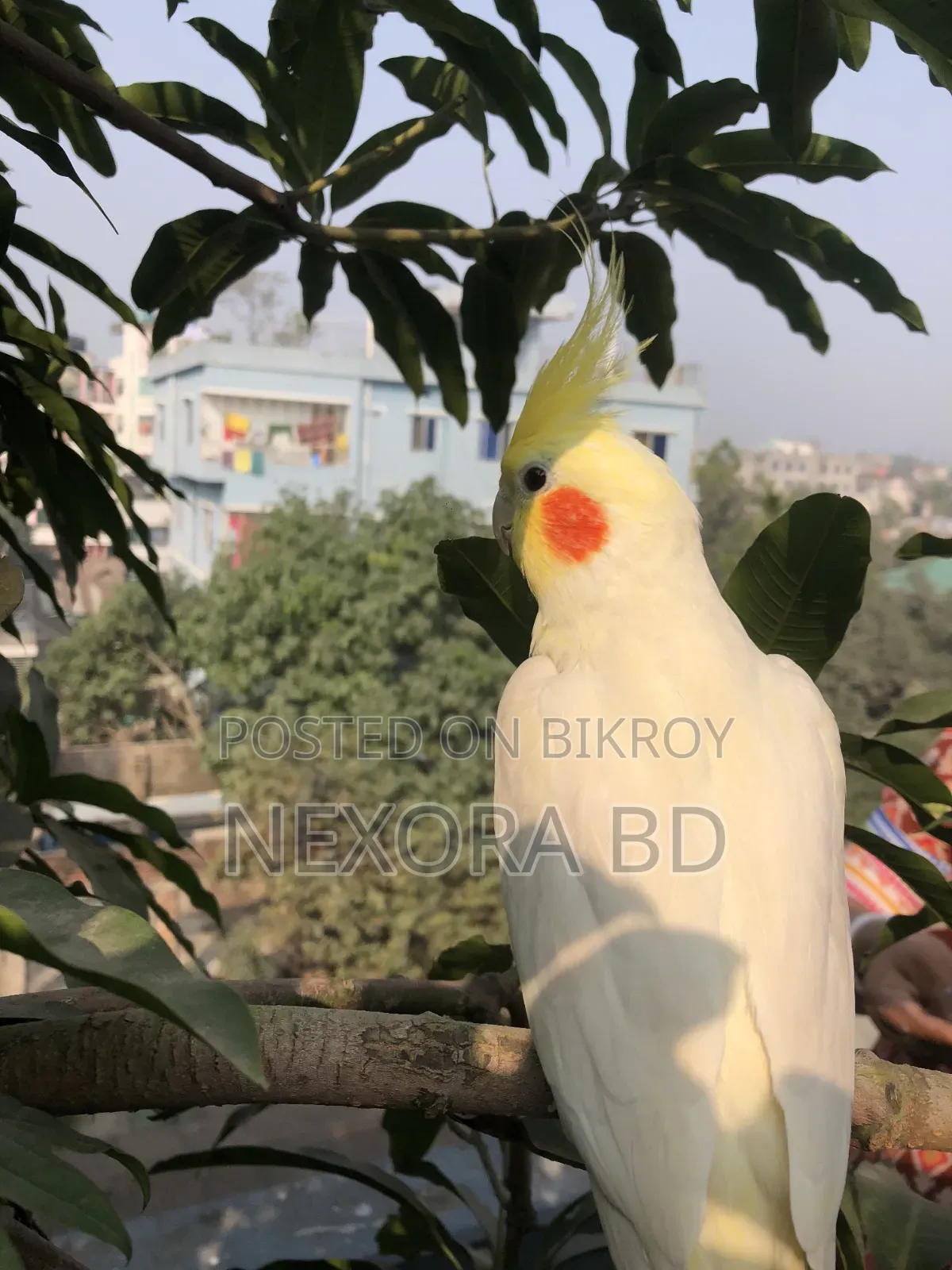 Cockatiel Tame Bird For Sale