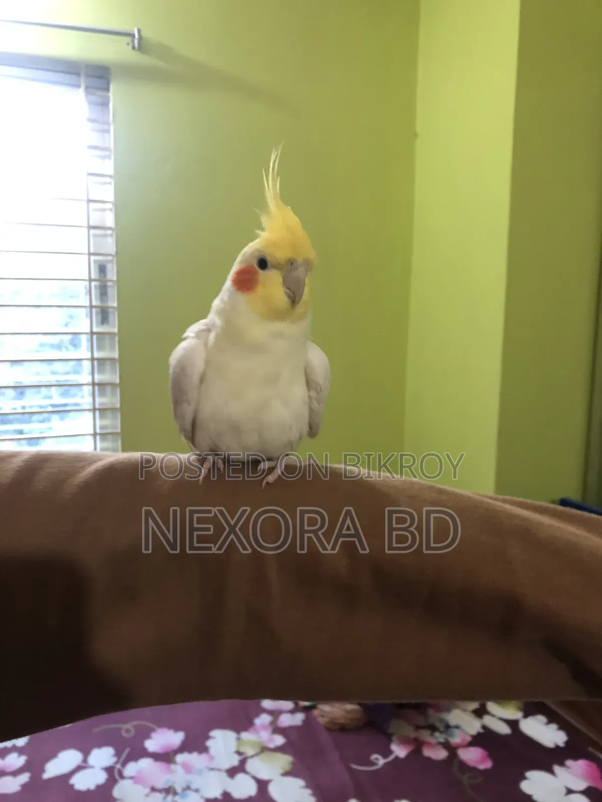 Cockatiel Tame Bird For Sale