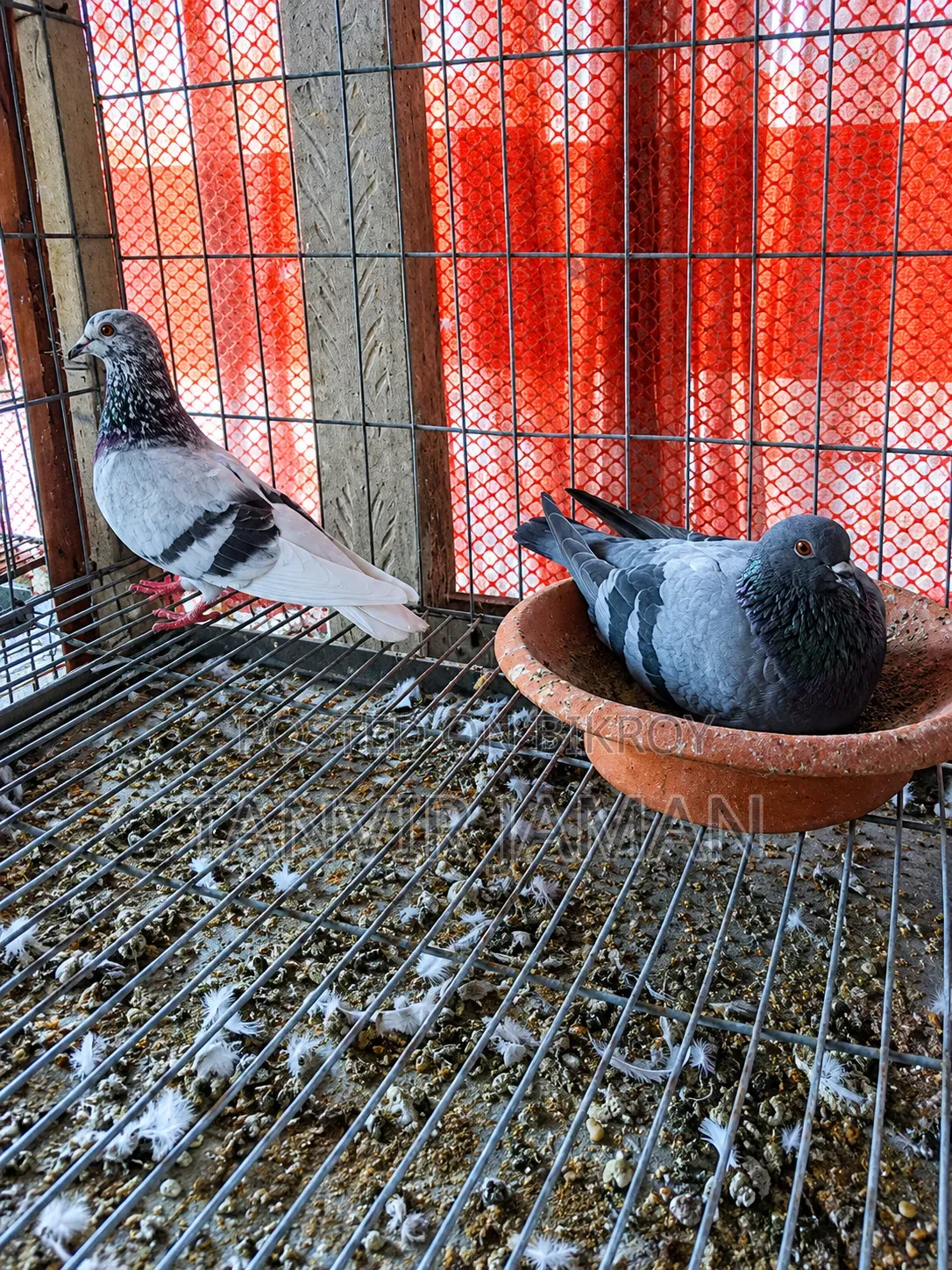 Jalali Pigeon
