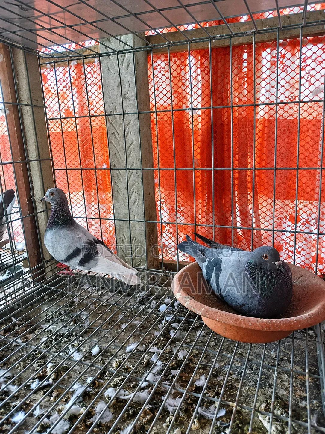 Jalali Pigeon
