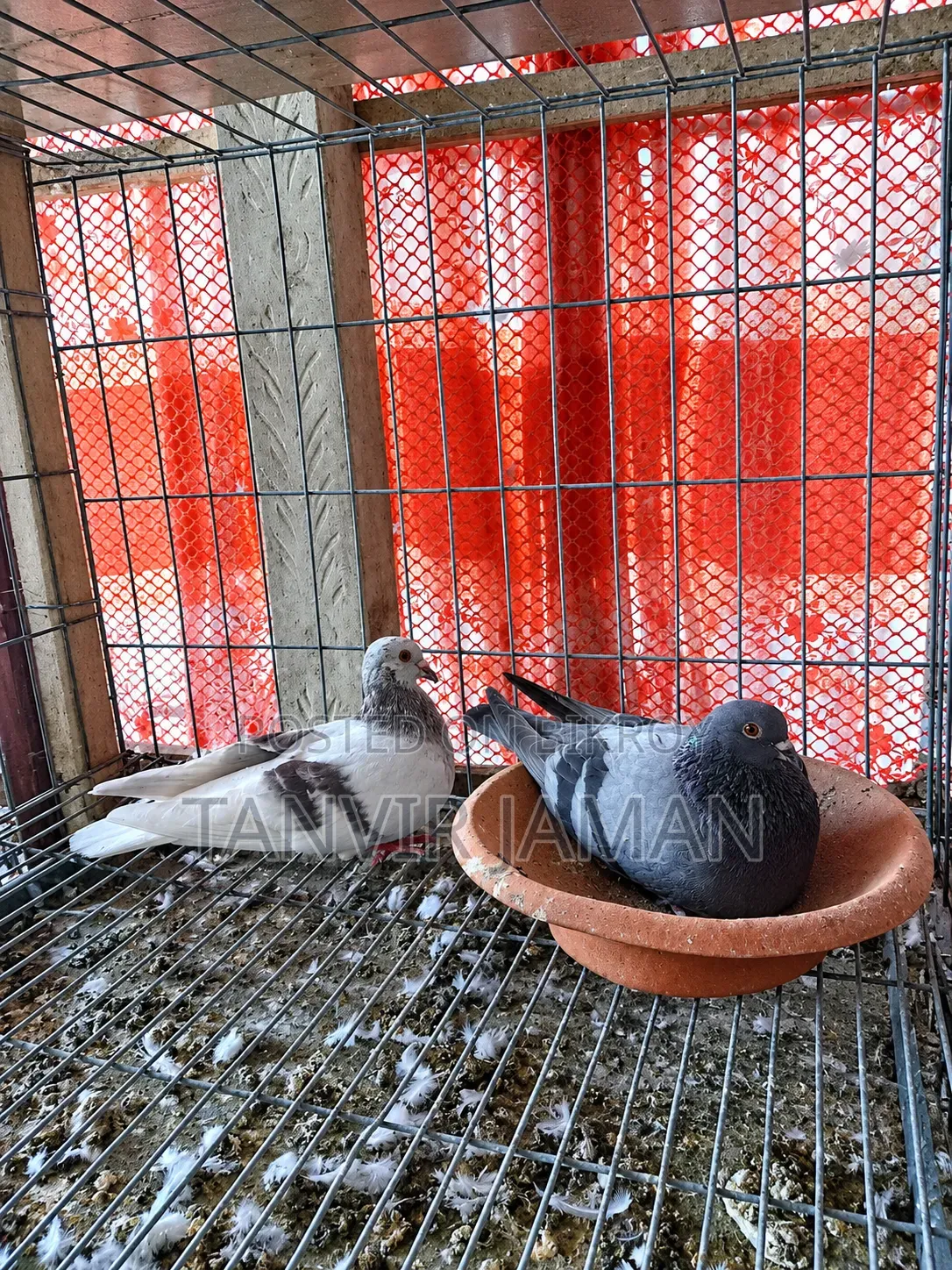 Jalali Pigeon