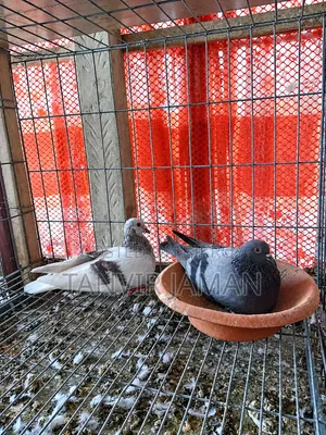 Jalali Pigeon