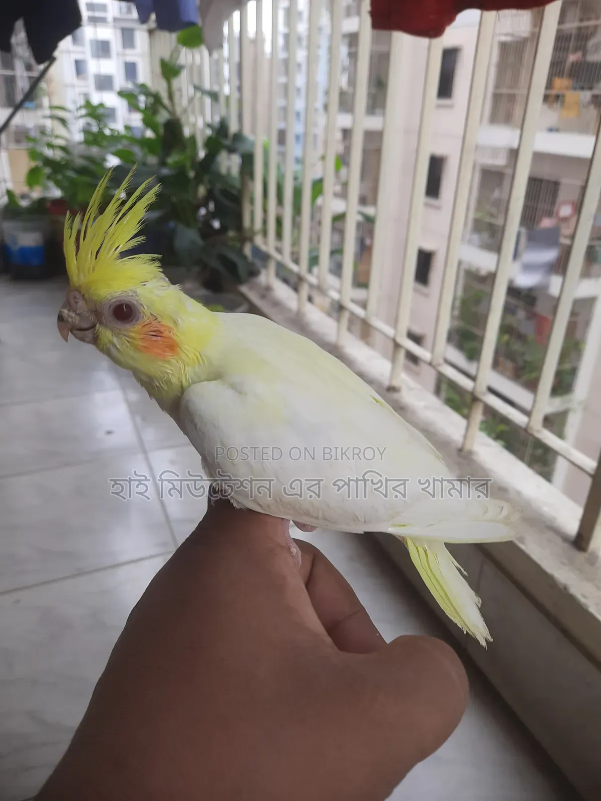 টেম সাইজের ককাটেল লুটিনো