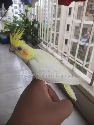 টেম সাইজের ককাটেল লুটিনো