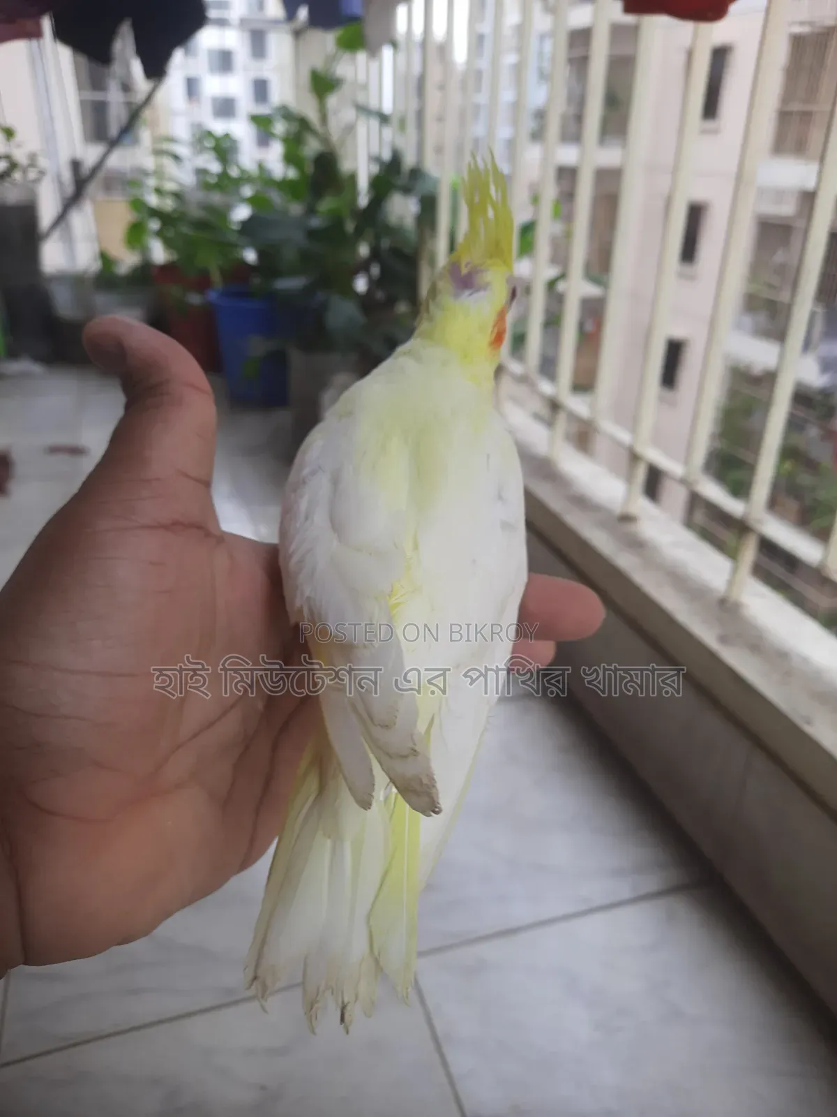 টেম সাইজের ককাটেল লুটিনো