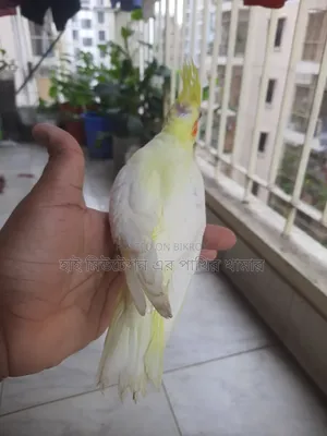 টেম সাইজের ককাটেল লুটিনো