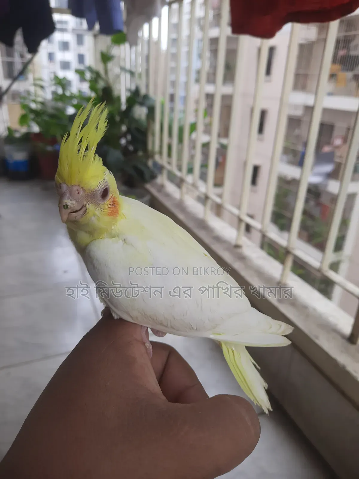 টেম সাইজের ককাটেল লুটিনো