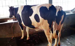 No. 1652 2 cows of good breed will be sold at a low price.