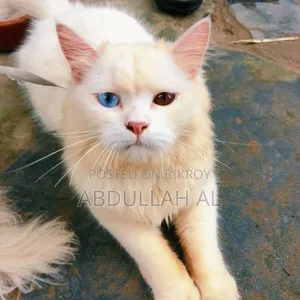 1+ year Female Mixed Breed Persian
