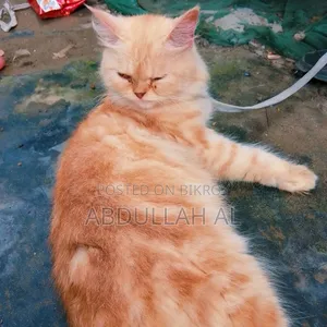 1+ year Female Mixed Breed Persian