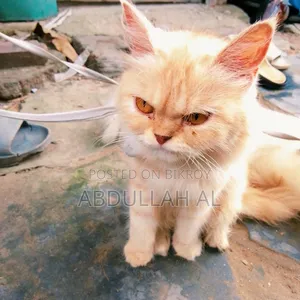 1+ year Female Mixed Breed Persian