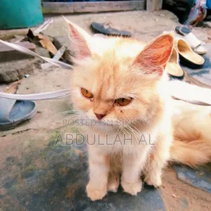 1+ year Female Mixed Breed Persian