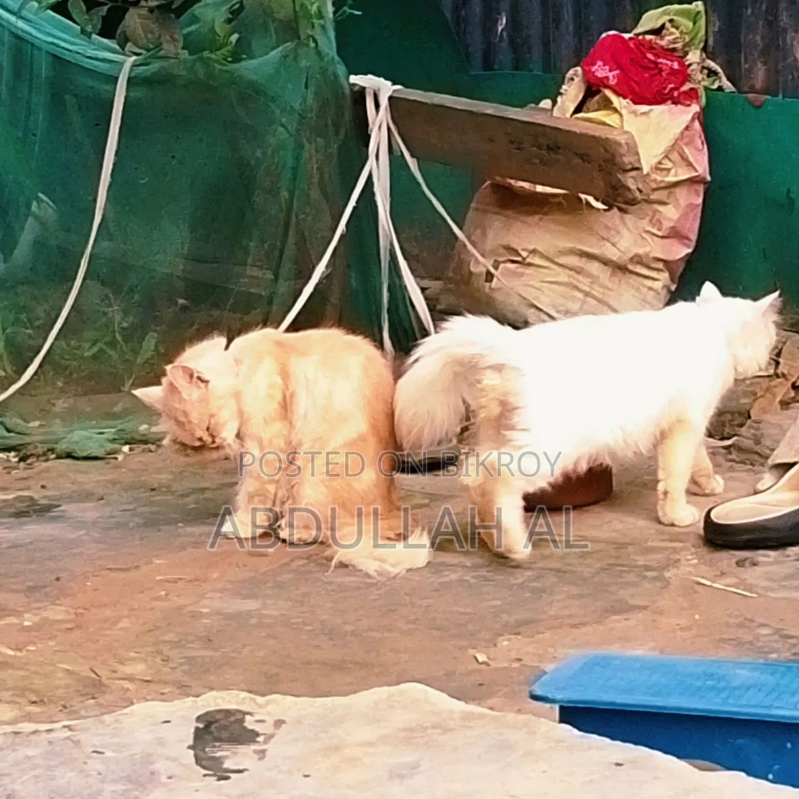1+ year Female Mixed Breed Persian
