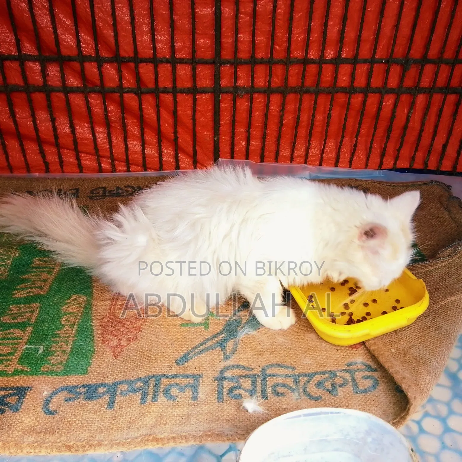 1+ year Female Mixed Breed Persian