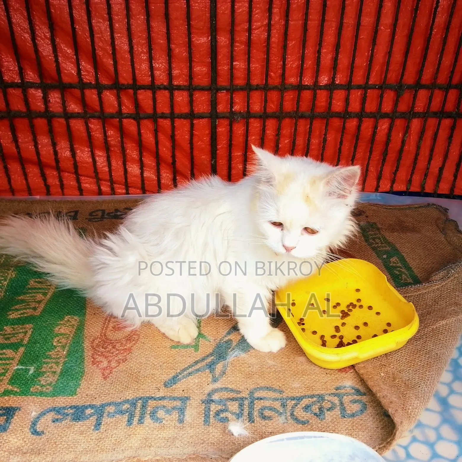 1+ year Female Mixed Breed Persian