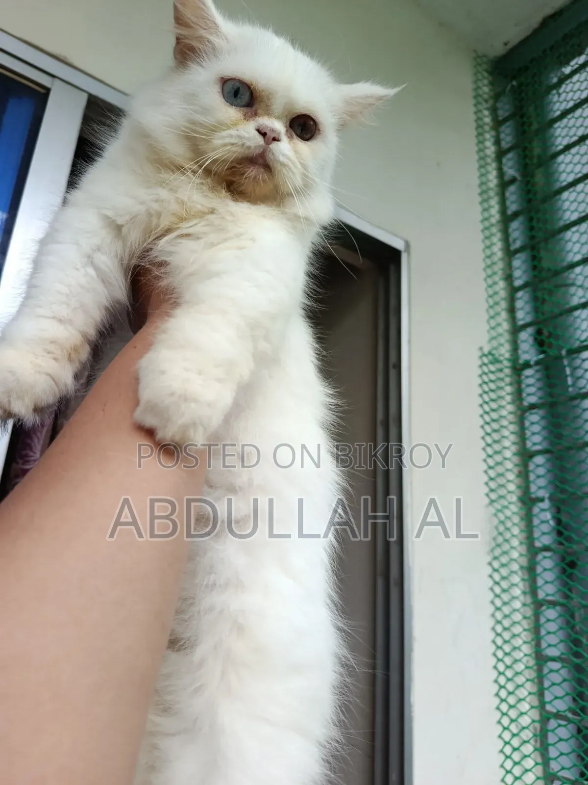 1+ year Female Mixed Breed Persian
