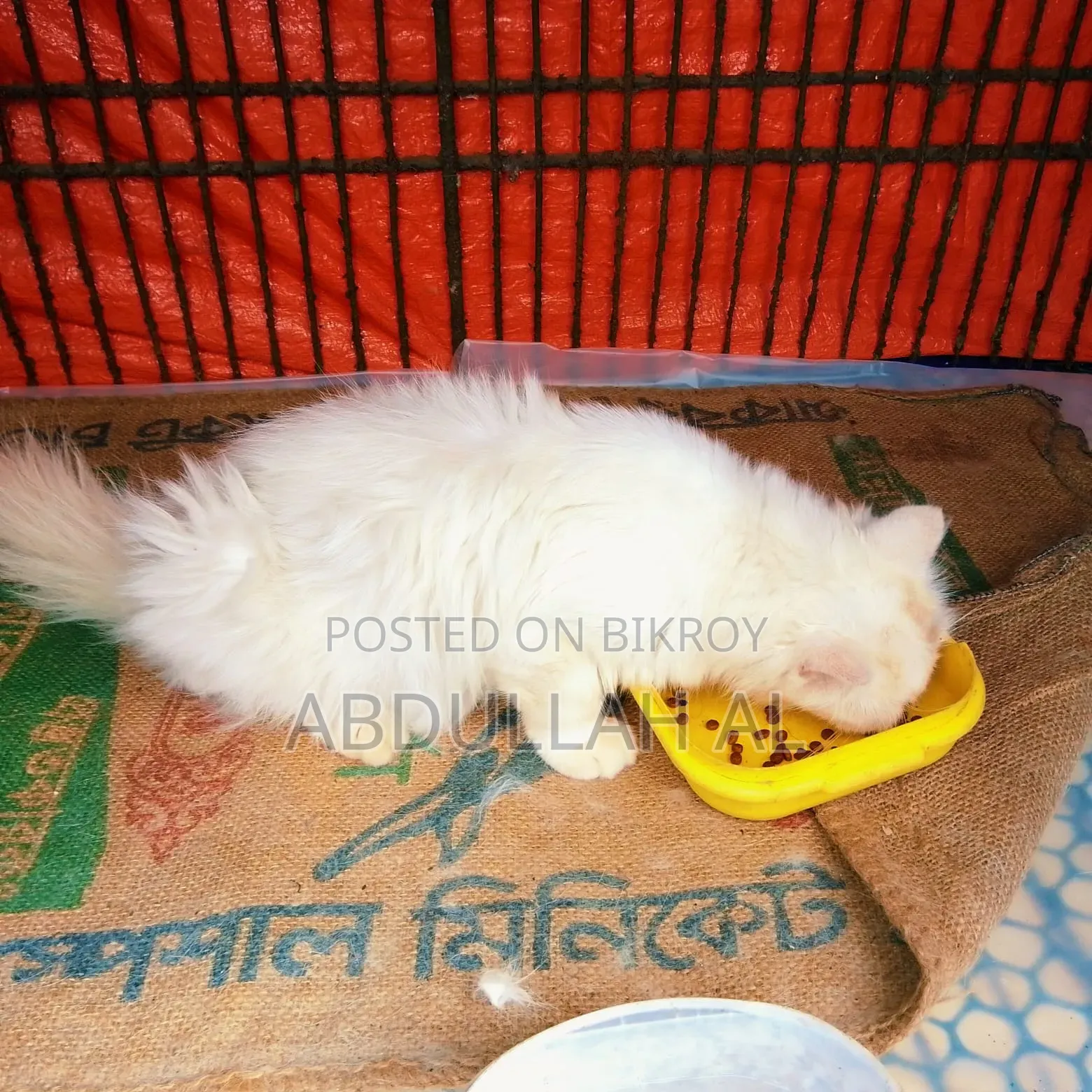 1+ year Female Mixed Breed Persian
