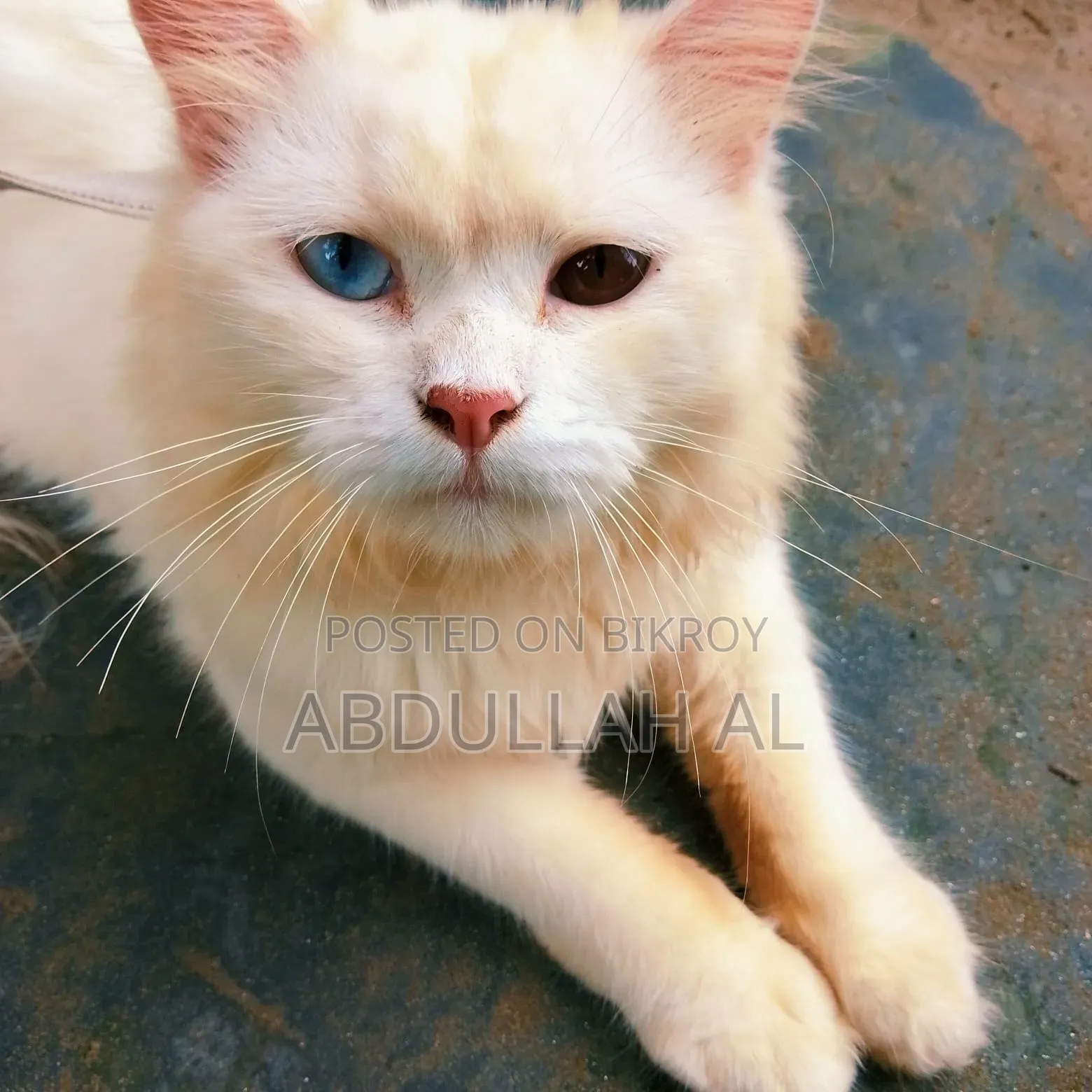 1+ year Female Mixed Breed Persian
