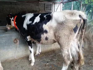 Buy a good breed heifer for rearing, no. 1653.