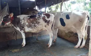 ১৬৫৪নং ২টি গাভী গরু কিনুন বেশী দুধের।