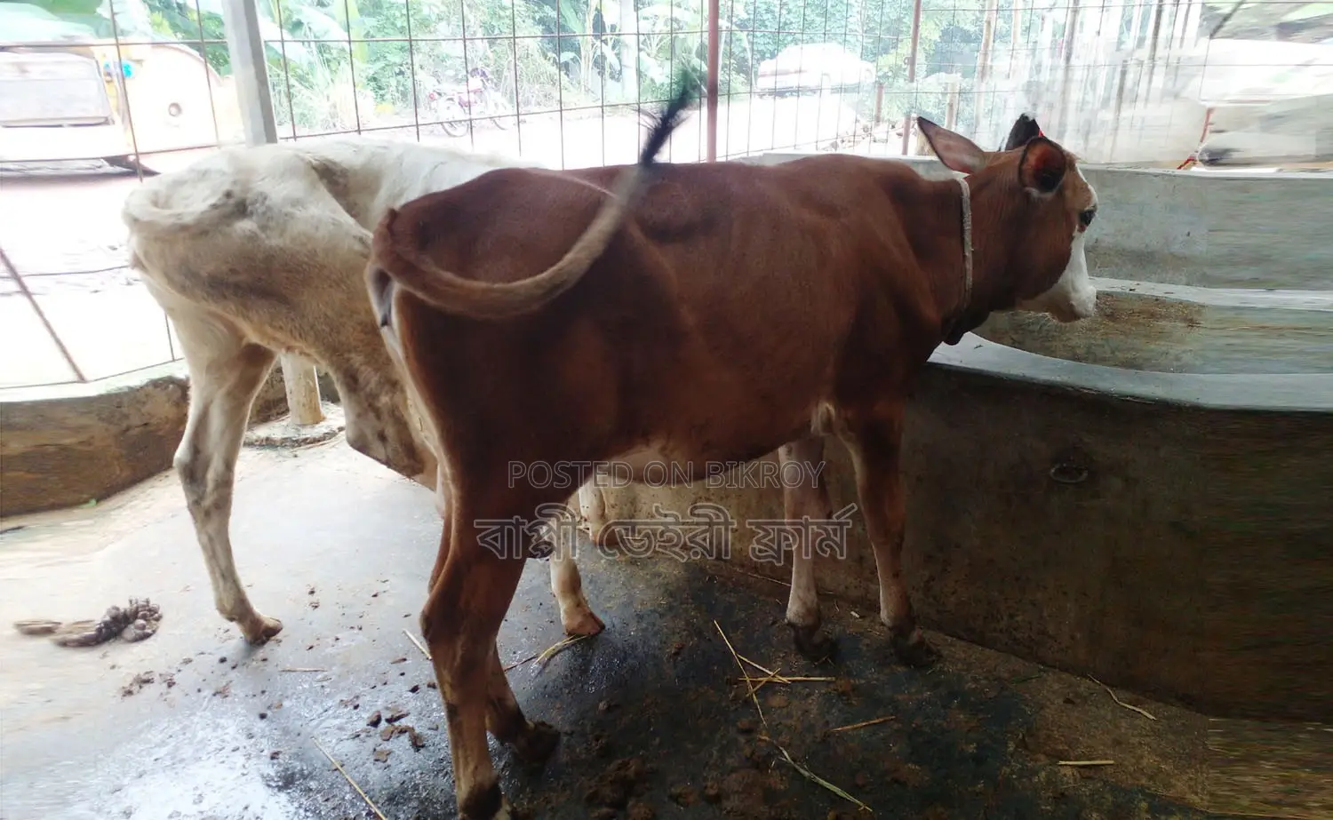 ১৬৫৫নং ২টি বকনা বাছুর বিক্রয় হবে ।